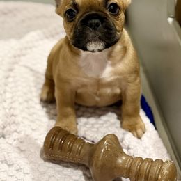 Sinny - Fawn and white female French Bulldog puppy in Joplin, Missouri from Tilly’s Frenchies