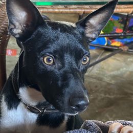 Rat Terrier Puppies from Haiku Rat Terriers