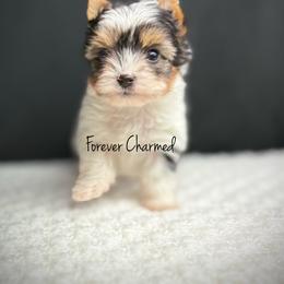 Girl 1 - Black tan and white female Biewer Terrier puppy in Lathrop, California from Forever Charmed