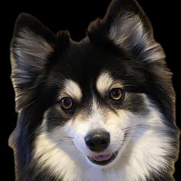 Kyra - Pomsky