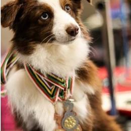 Red - Toy Australian Shepherd