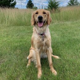 Luna - Golden Retriever