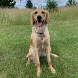 Luna - Golden Retriever