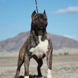 Mac - American Pit Bull Terrier