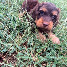 Fitzgerald with training - Brown and tan male Cockapoo puppy in Boonville, North Carolina from Doods & Dolls