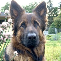Laleh - German Shepherd