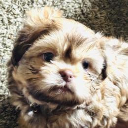 Buster - Sable male Shih Tzu puppy in Merrillville, Indiana from Gibbs Gorgeous Paws LLC