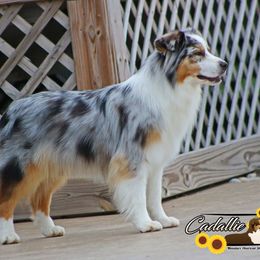 Arctic - Miniature American Shepherd