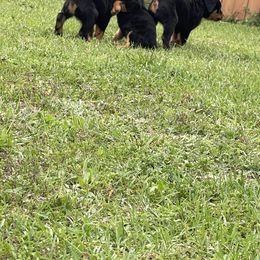 Rottweiler Puppies from Vom Allegiance Haus