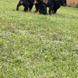 Rottweiler Puppies from Vom Allegiance Haus