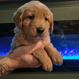 Blitzen (blue collar) - Dark golden male Golden Retriever puppy in Tenino, Washington from Oak River Goldens'