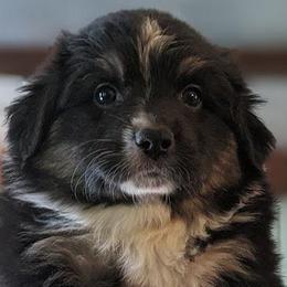 Australian Shepherds from Pfeiffer Family Aussies