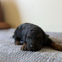 Black phantom girl - Phantom female Goldendoodle puppy in Hobbs, New Mexico from Goldie Locks Golden Retrievers & Doodles