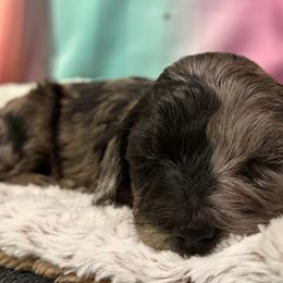 Twilight - Merle female Goldendoodle puppy in Monument, Colorado from Colorado Dreamin Doodles