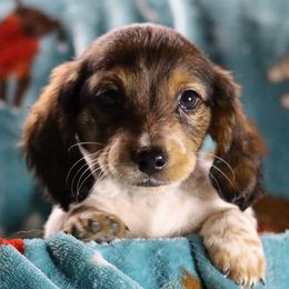 Dachshund All Grown Up from Gryphon Lane Dachshunds
