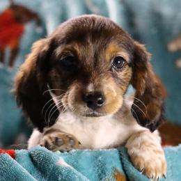 Dachshund All Grown Up from Gryphon Lane Dachshunds
