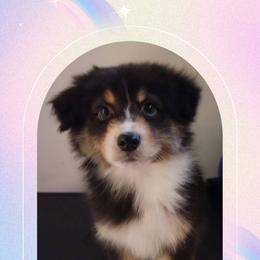 Uriel - Black tri-color male Australian Shepherd puppy in Pottstown, Pennsylvania from Daffodil Australian Shepherds