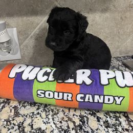 Gray - Black male Giant Schnauzer puppy in Pearland, Texas from K & S Schnauzers