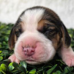 Tri color girl - Black tan and white female Beagle puppy in Spring Branch, Texas from Lost Trail Kennels