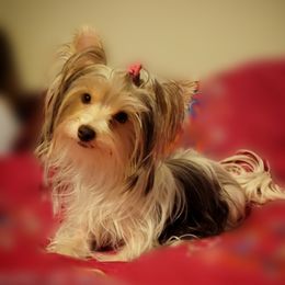 Ava - Yorkshire Terrier