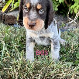 BG3 - Tri-Roan female English Springer Spaniel puppy in Britton, South Dakota from K&S Canines