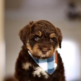 Red Bull - male Australian Mountain Doodle puppy in Spanish Fork, Utah from Little Puppy Co.