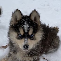 Pomskies from Great Lakes Pomskies