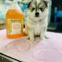 Donald - Silver and white male Pomsky puppy in Yavapai County, Arizona from Pawsh Pomskies