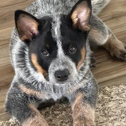 Australian Cattle Dog puppies from RnB Cattle Dogs LLC