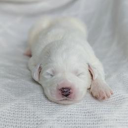 Girl 7 - White female Great Pyrenees puppy in Yakima, Washington from Naches Heights Ranch