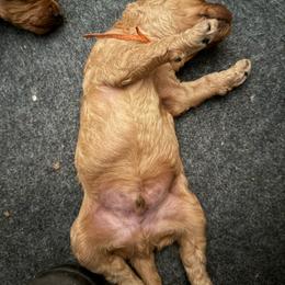 Orange - Red  male Poodle puppy in Keedysville, Maryland from Sunshine Red Standard Poodles