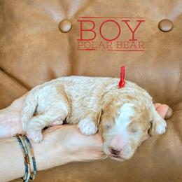 Polar Bear - Cream male Goldendoodle puppy in Cambridge, Minnesota from Country Meadow Doodles
