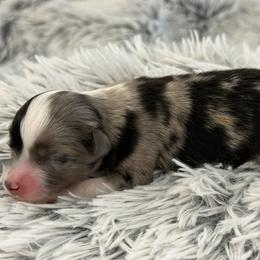 Katy - Blue merle female Toy Australian Shepherd puppy in Ambrose, Georgia from Brandilyn's Aussies