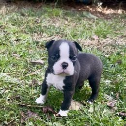 Sebastian - Black brindle and white male Boston Terrier puppy in London, Kentucky from Antjie Boston
