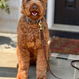 Jasper - Australian Labradoodle