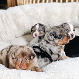 Australian Shepherd Puppies from Ember Aussies NJ/NY/PA