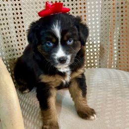 Mistletoe Blue Eyes - Black tri female Miniature Australian Shepherd puppy in Charlestown, Indiana from Forever Aussies and A Doodle