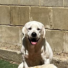 Yeti - Labrador Retriever