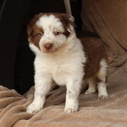Theo - AKC Reg - Red male Border Collie puppy in Courtland, Alabama from C Bar C Ranch Border Collies