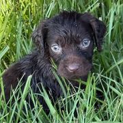 Boy 2 - Brown male Boykin Spaniel puppy in Barney, Georgia from Price & Co.