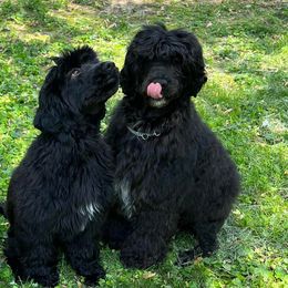 Portuguese Water Dogs from Oreo Bay Portuguese Water Dogs