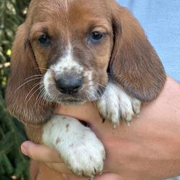 Female 5 - Mahogany and white female Basset Hound puppy in Lindley, New York from Hill Top Basset Hounds & Cane Corso