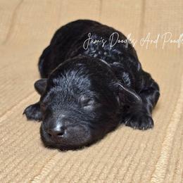 Princeton - Black female Poodle puppy in Cleveland, Georgia from Jam's Doodles And Poodles