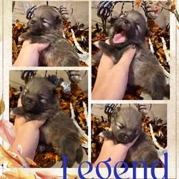 Legend - Orange sable male Pomeranian puppy in Orange Grove, Texas from Davis Poms