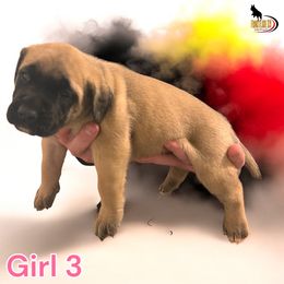 Mastiff Puppies from FrontlineK9 Boarding & Training LLC