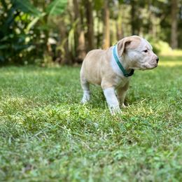 Girl 3 - White female American Bulldog puppy in Pace, Florida from Genesis American Bulldogs