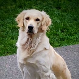 Dahlia - Golden Retriever