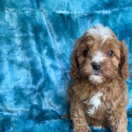Richmond - Red male Cavapoo puppy in Knoxville, Tennessee from Rocky Top Cavapoos