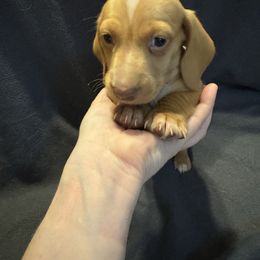 AKC Chocolate based Cream male 1 - Cream male Dachshund puppy in Canton, Texas from Bonnie and Clyde Dachshunds