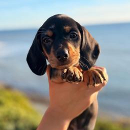 Black dapple boy - Dapple male Dachshund puppy in Lemon Grove, California from GMZ Doxies SD